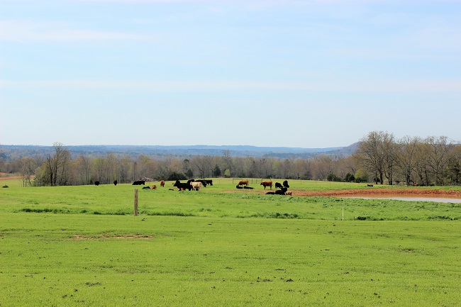 Rabbit Ridge Farms | Bee Branch - Only In Arkansas