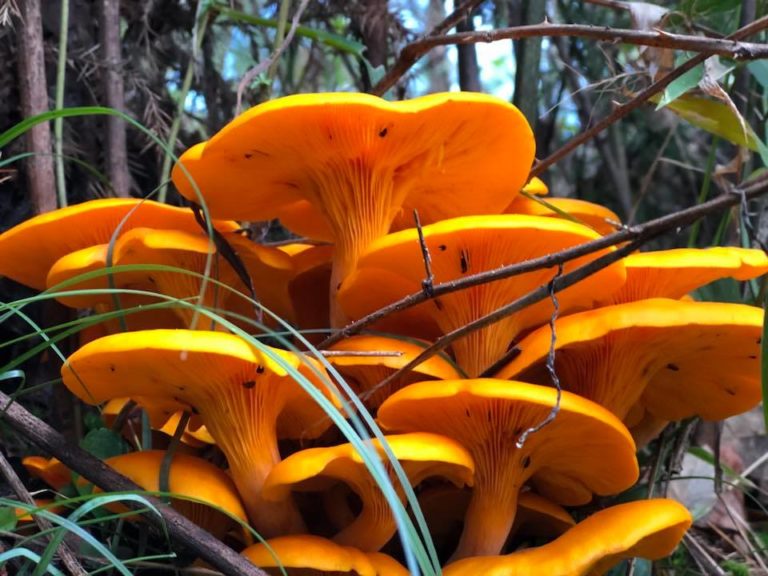 The Surprisingly Exciting World Of Arkansas Mushroom Foraging | Only In ...