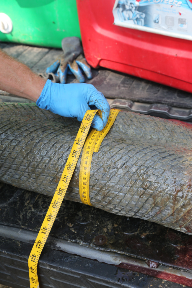 Preventing Extirpation of Arkansas's Alligator Gar Only In Arkansas