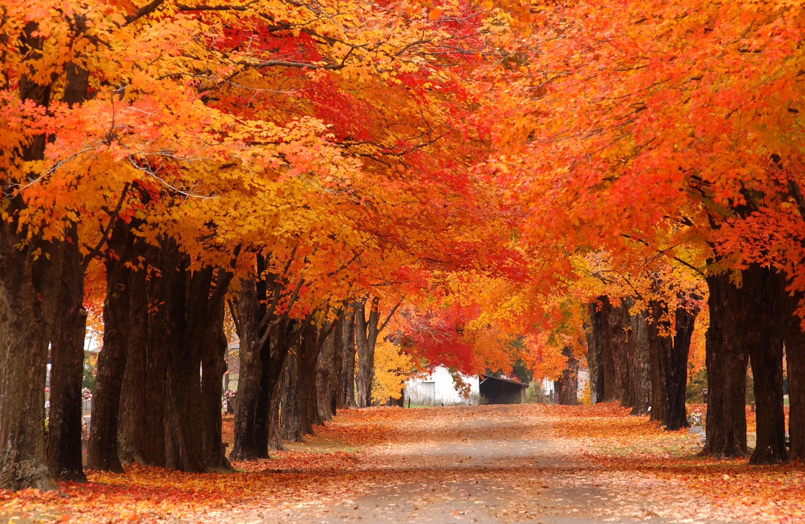 Vibrant Fall Color at Maplewood Cemetery in Harrison Only In Arkansas