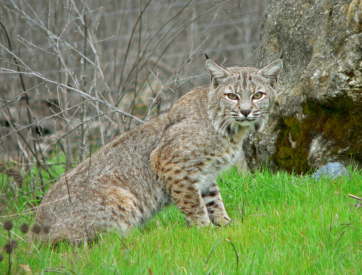 Can A Bobcat Sound Like A Baby Crying