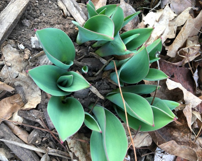 spring gardening