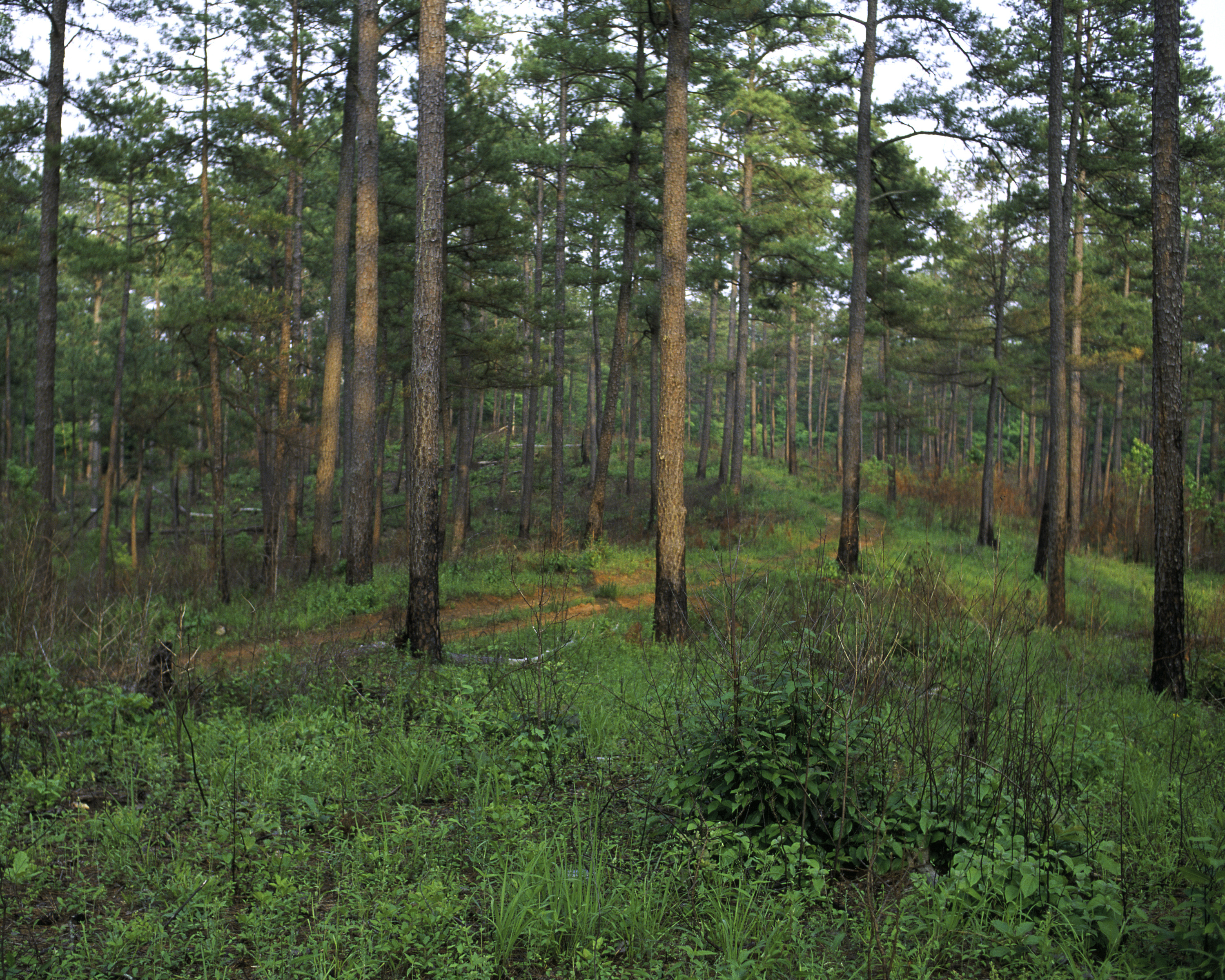 Arkansas State Symbols: Pine Tree | Only In Arkansas