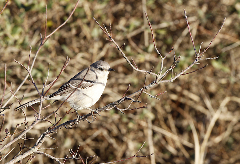 arkansas-state-symbols-mockingbird-only-in-arkansas