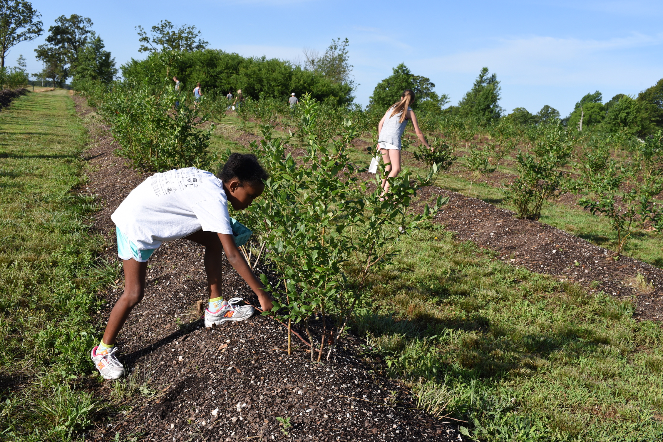 Growing Dreams at The Berry Farm in Bentonville Only In