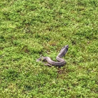 S-S-S-Snakes in Arkansas | Only In Arkansas