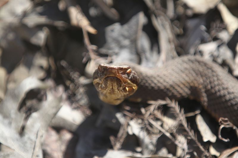 S-S-S-Snakes in Arkansas | Only In Arkansas