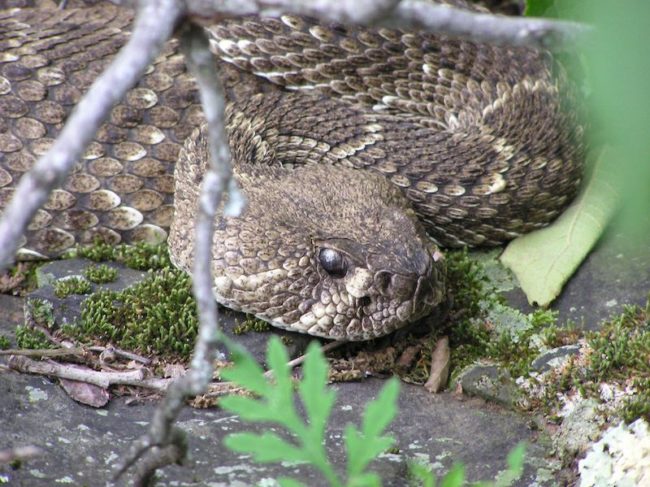 S-S-S-Snakes in Arkansas | Only In Arkansas