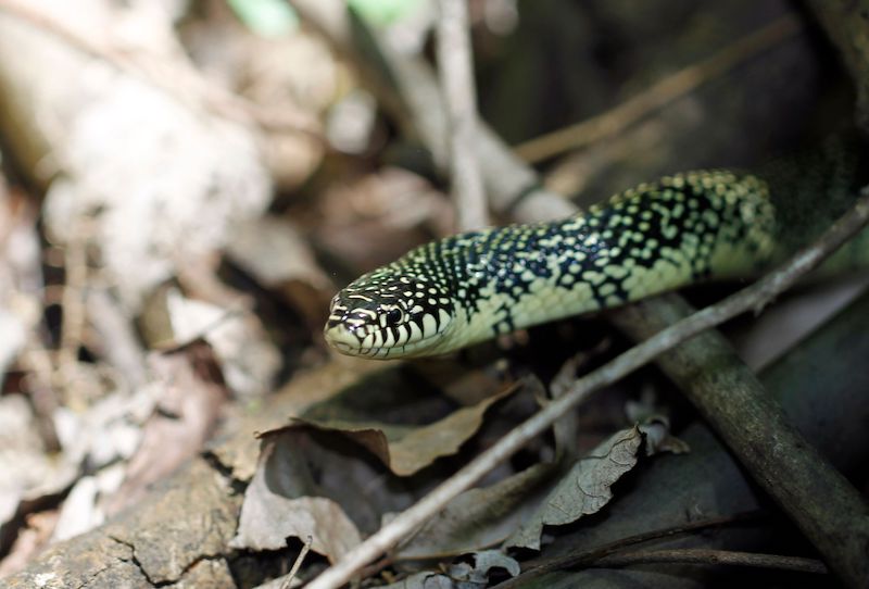 S-S-S-Snakes in Arkansas | Only In Arkansas