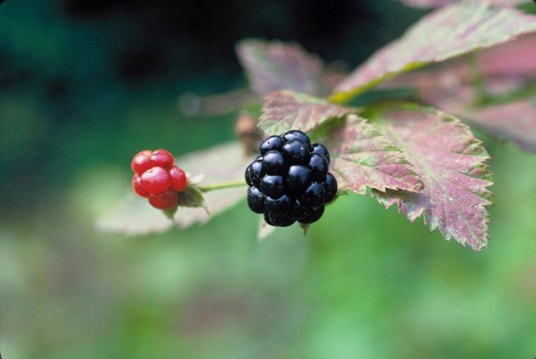 10 Wild Edible Plants in Arkansas Only In Arkansas