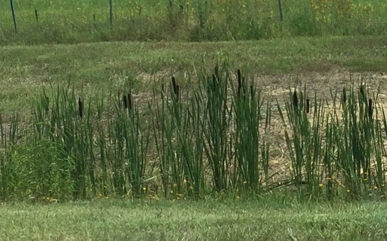 10 Wild Edible Plants in Arkansas - cattail