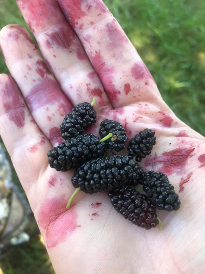 10 Wild Edible Plants in Arkansas Only In Arkansas