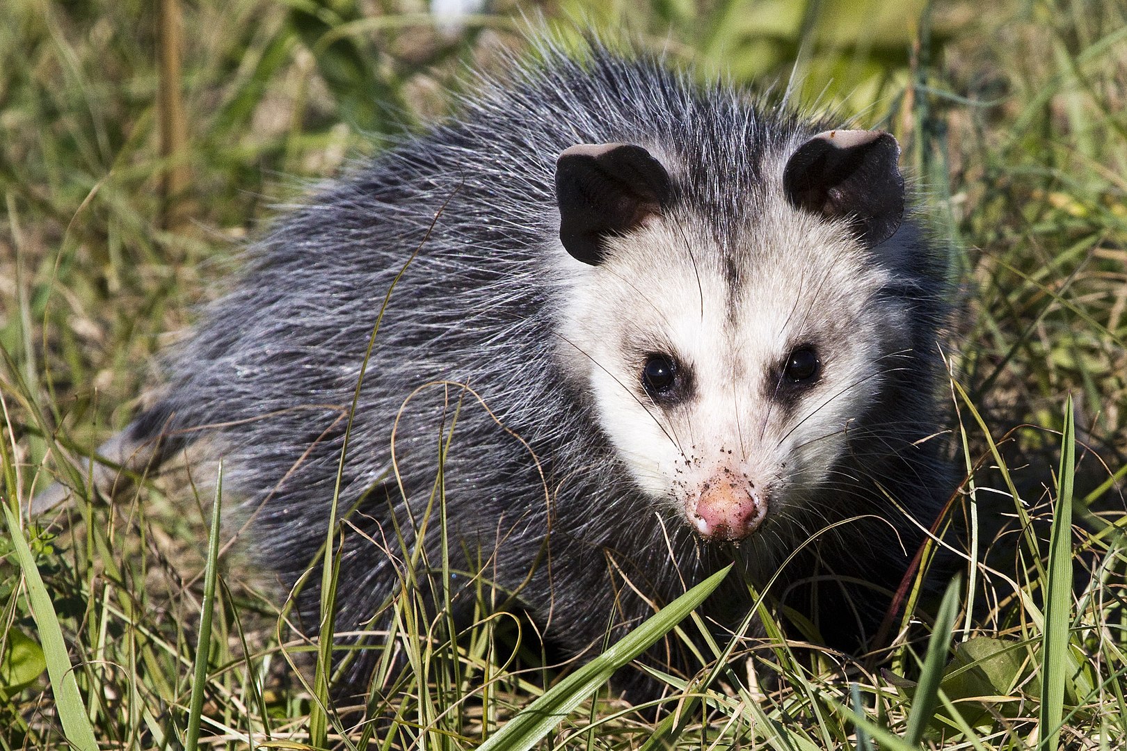 Opossums in Arkansas | Only In Arkansas