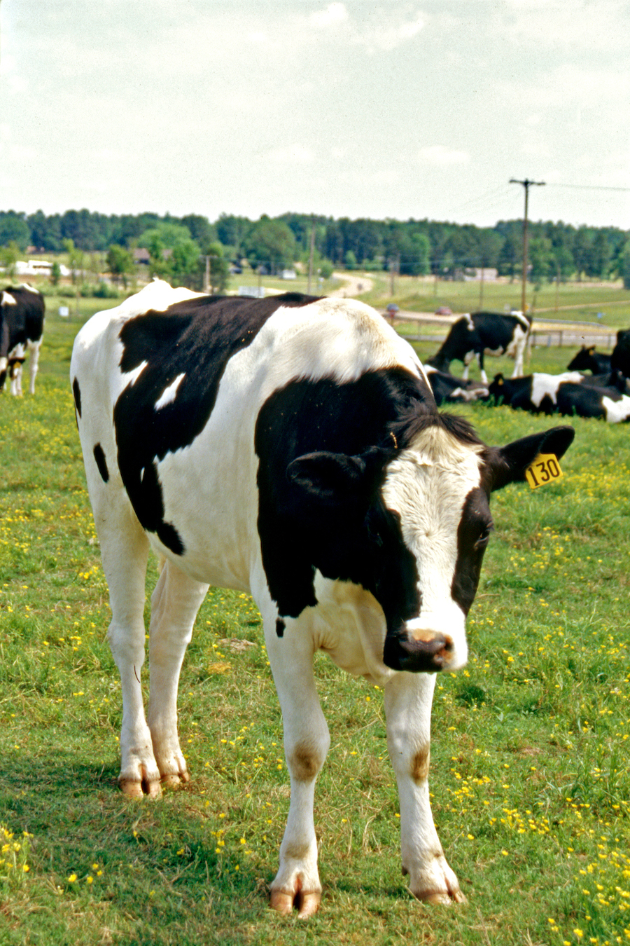 Arkansas's Dairy Industry Only In Arkansas