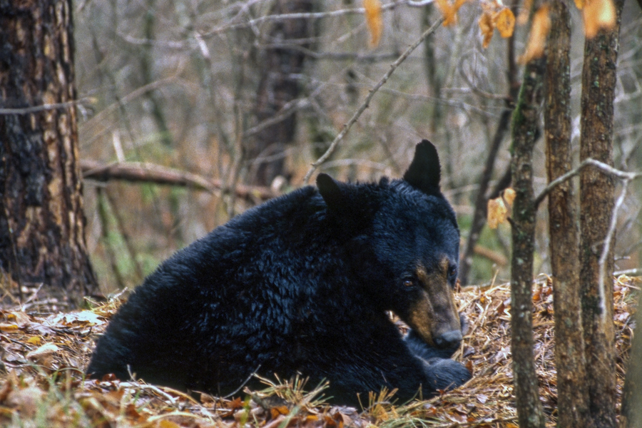 The Cache River and Cache River National Wildlife Refuge Only In Arkansas