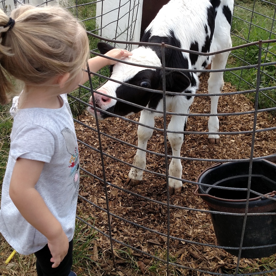 Arkansas's Dairy Industry | Only In Arkansas