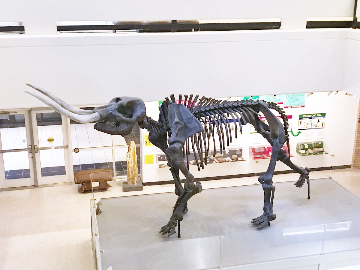 Arkansas Mastodons Only In Arkansas