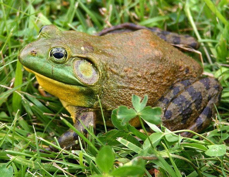 Arkansas Frogs Only In Arkansas