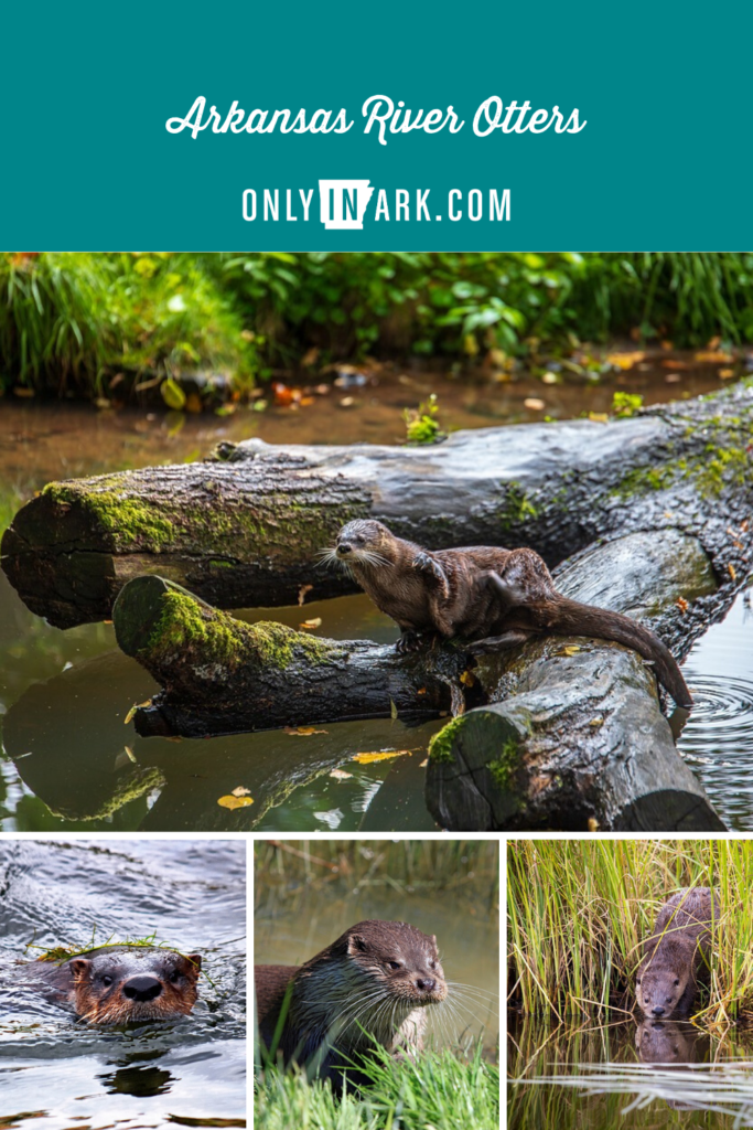 River Otters in Arkansas | Only In Arkansas