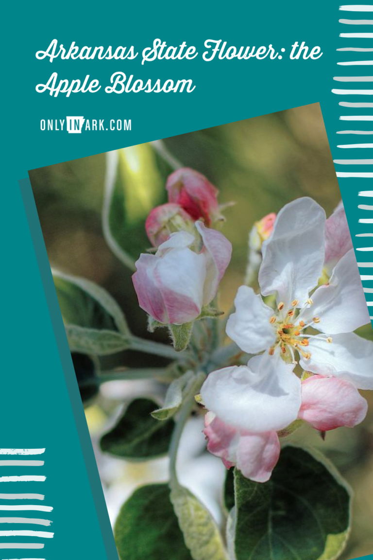 arkansas-state-flower-the-apple-blossom-only-in-arkansas