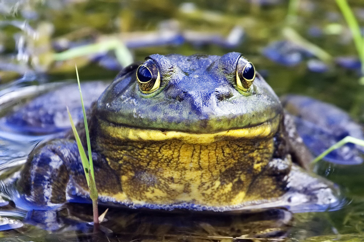 Arkansas Frogs Only In Arkansas