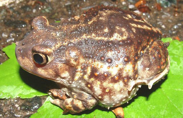 Arkansas Frogs | Only In Arkansas