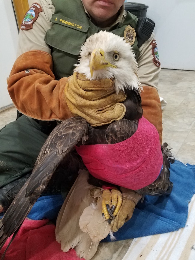 Lead Poisoning in Arkansas Birds Only In Arkansas