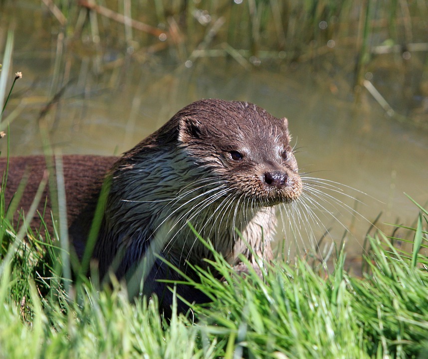 River Otters in Arkansas | Only In Arkansas