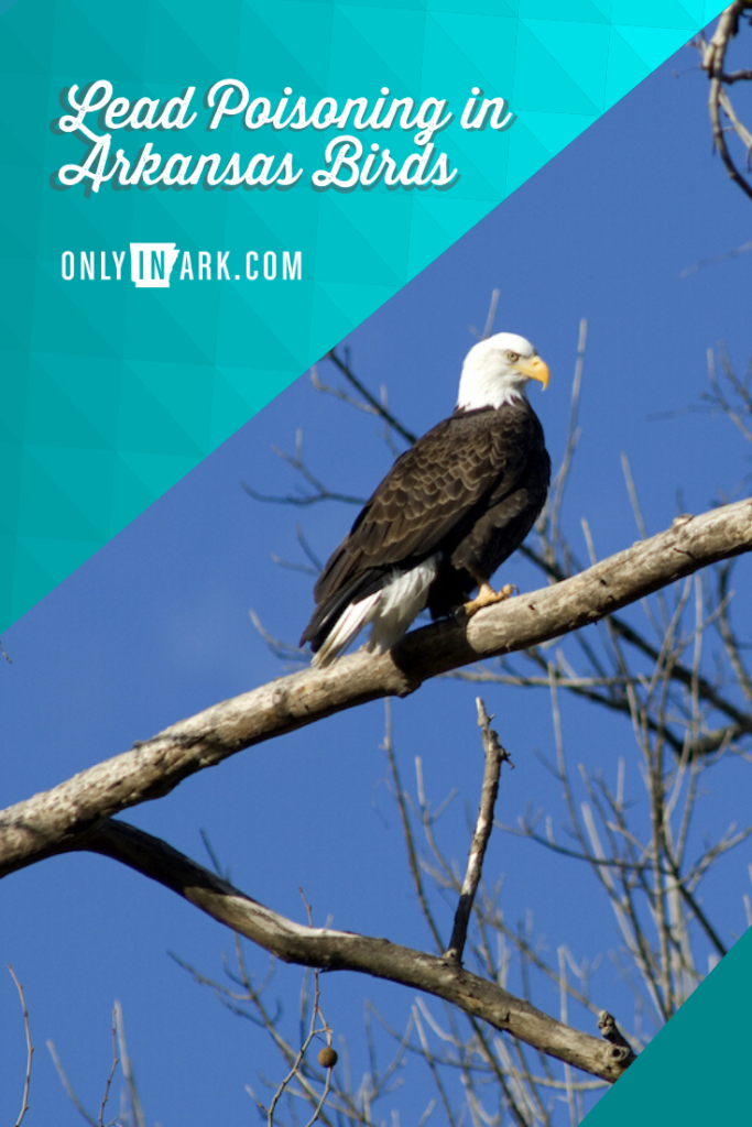Lead Poisoning in Arkansas Birds Only In Arkansas