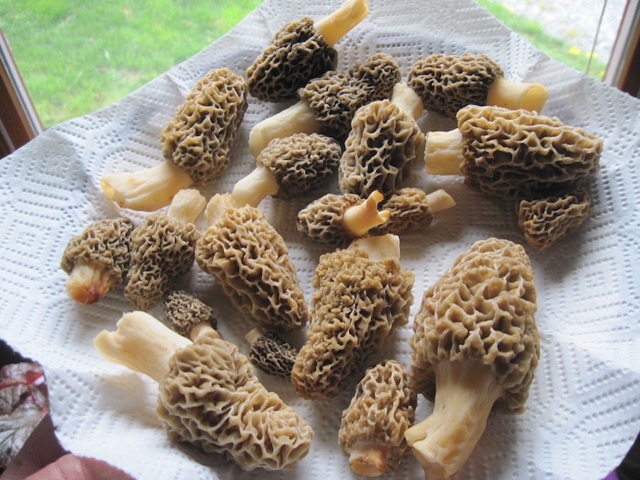 Finding the Elusive Morel Mushroom Only In Arkansas