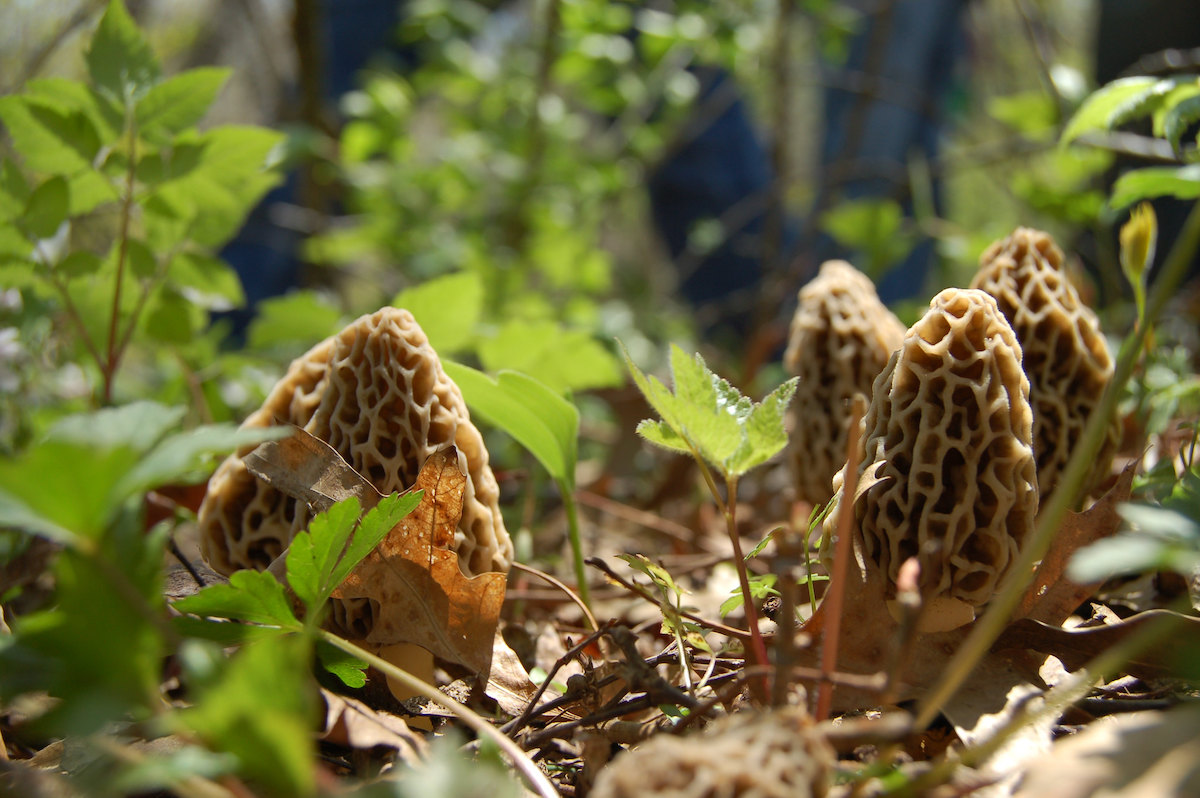 Finding the Elusive Morel Mushroom Only In Arkansas