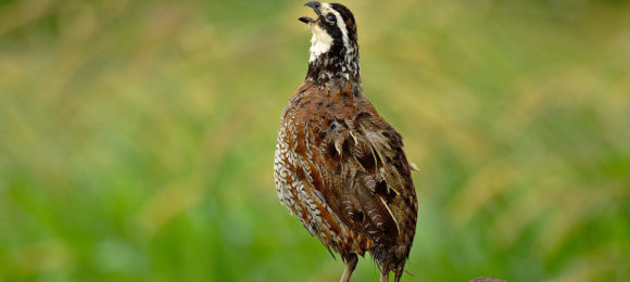 bobwhite
