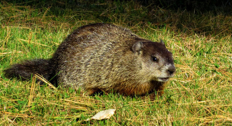 are groundhogs nocturnal
