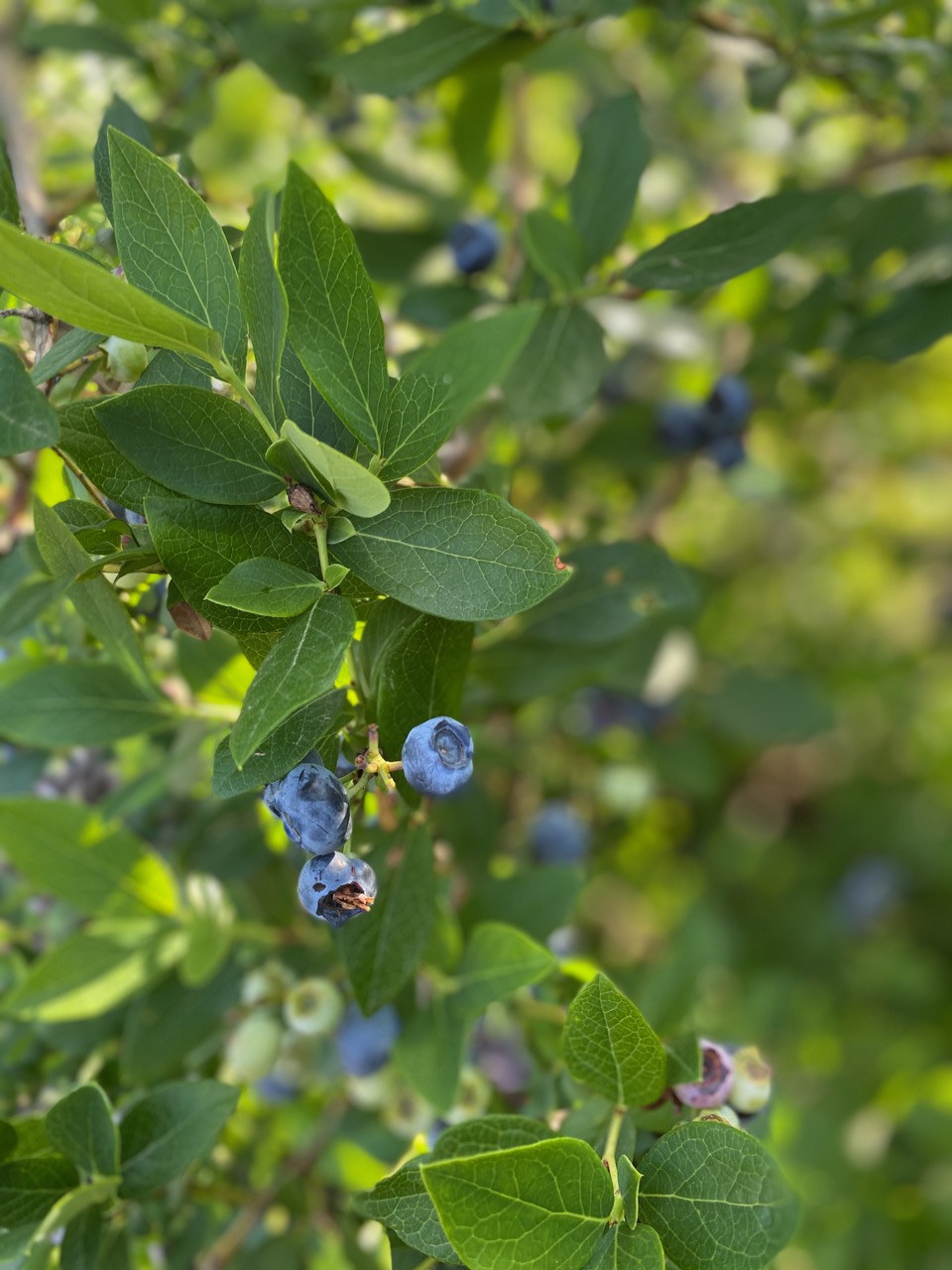 It’s Time to Pick Blueberries in Arkansas Only In Arkansas