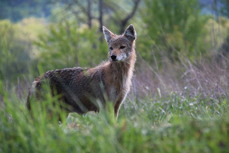 Arkansas Coyotes | Only In Arkansas