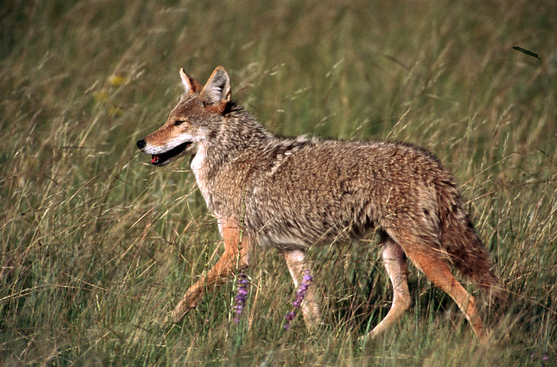 Arkansas Coyotes | Only In Arkansas