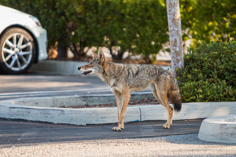 Arkansas Coyotes | Only In Arkansas