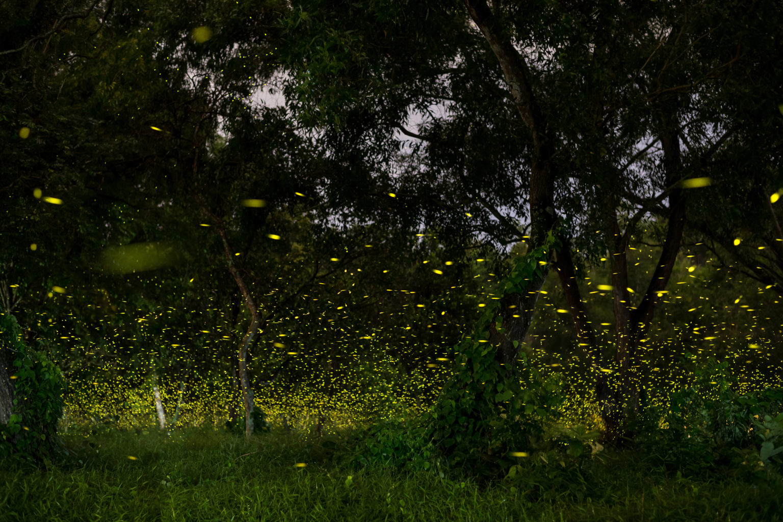 Lightning Bugs in Arkansas Only In Arkansas