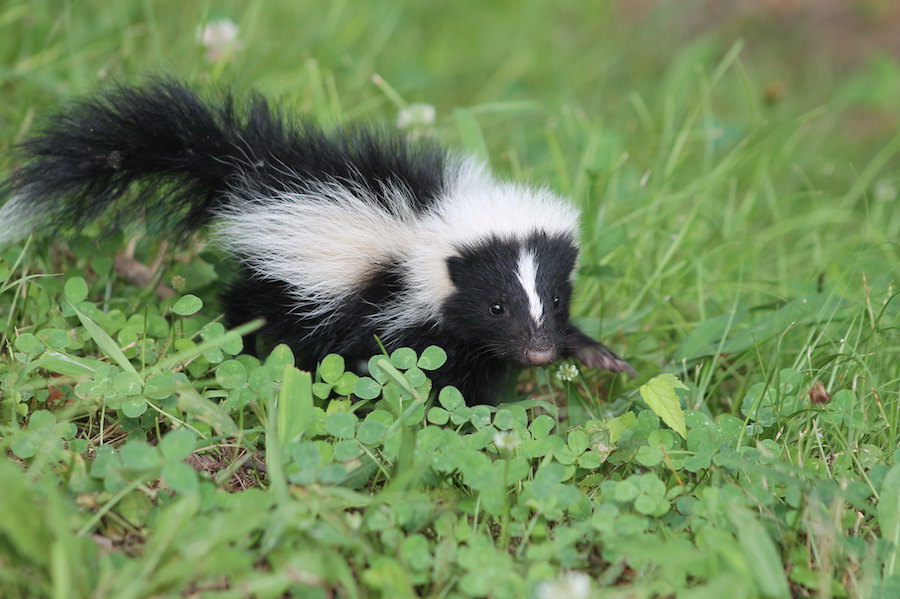 Do baby skunks spray more information | hostalelportalico