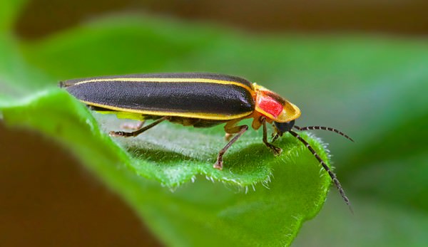 Lightning Bugs in Arkansas | Only In Arkansas