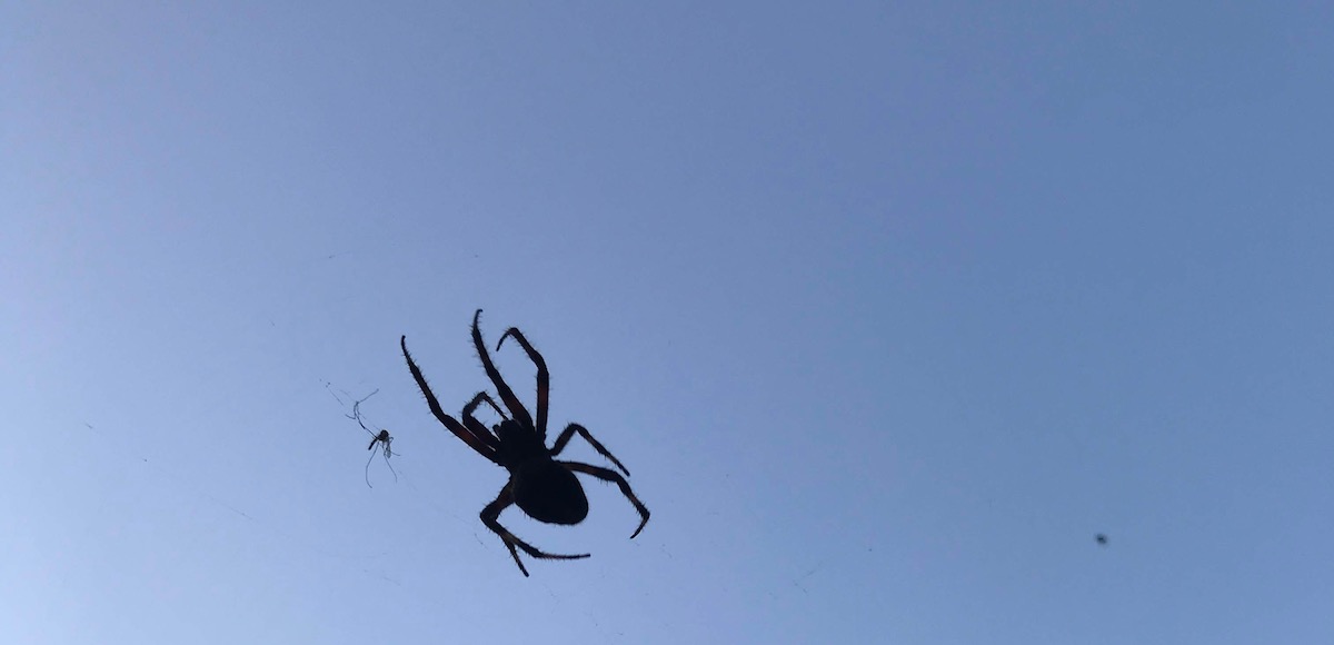 The Amazing Spiders of North Carolina, Homegrown