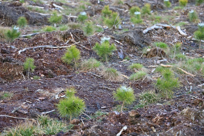 Arkansas Christmas Tree Farms 2020