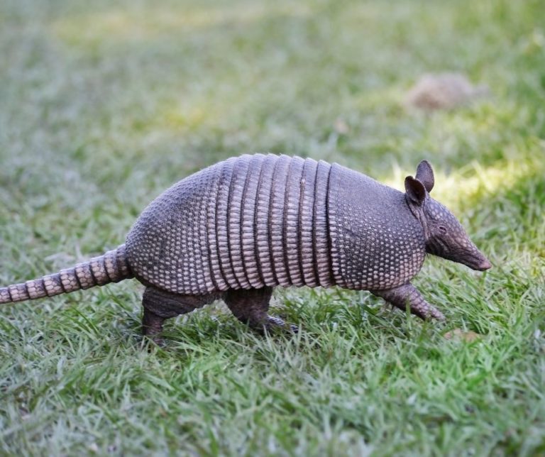 Armadillos in Arkansas | Only In Arkansas