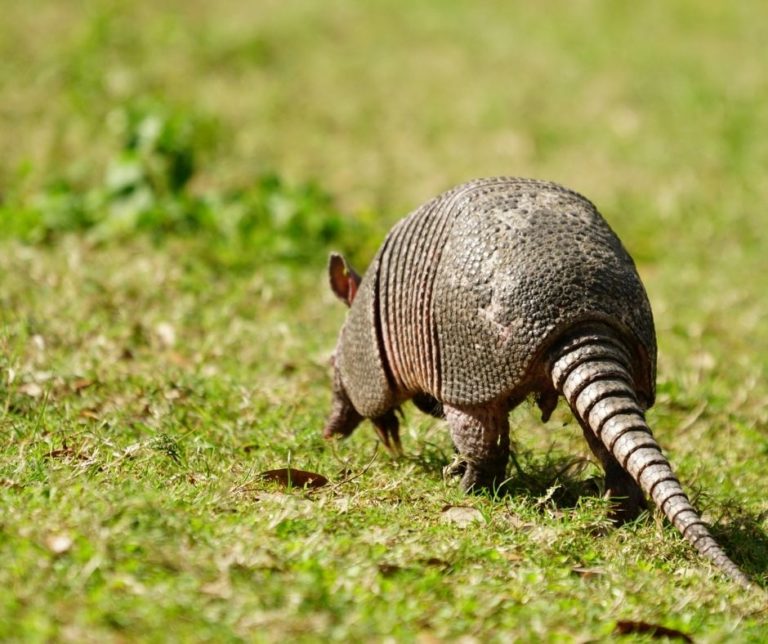 Armadillos in Arkansas | Only In Arkansas