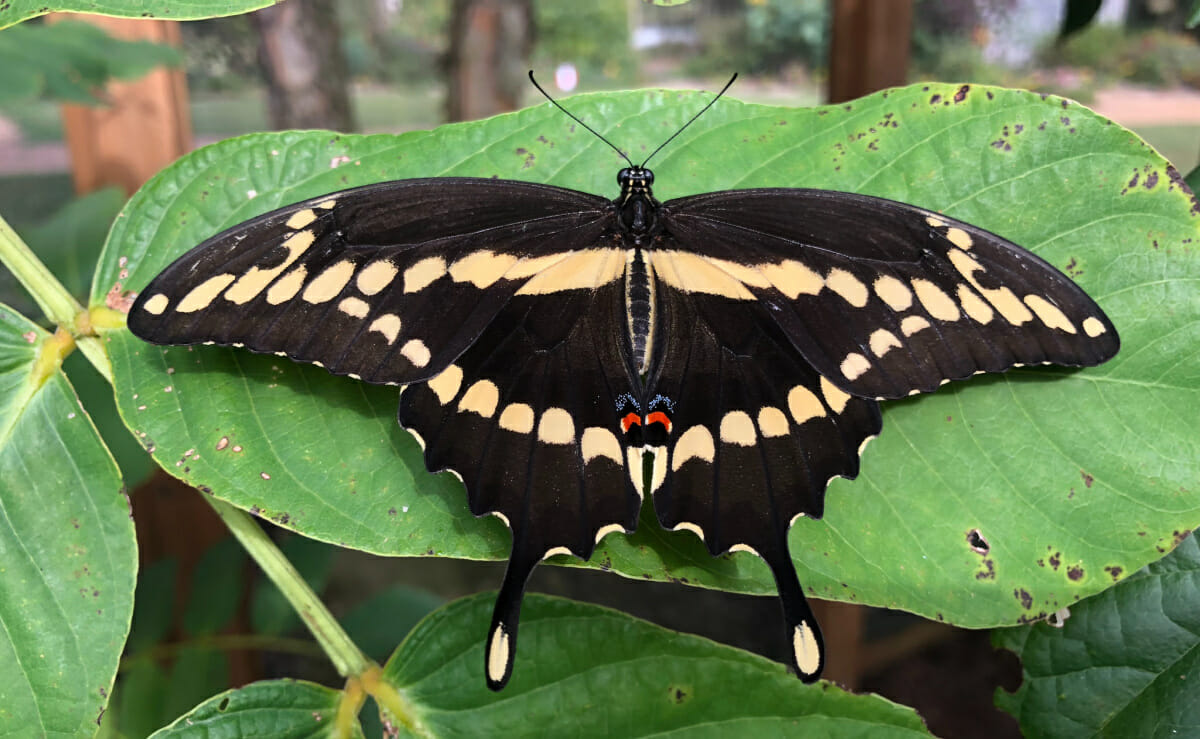 Butterflies In Arkansas Only In Arkansas