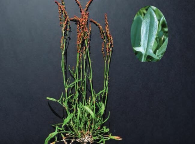 Red Sorrel