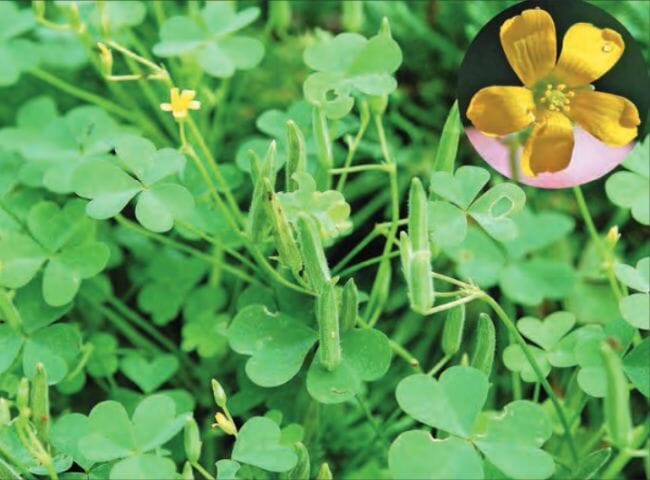 Woodsorrel