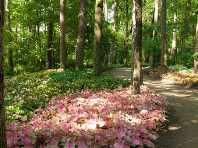 Garvan Woodland Gardens - Shady Getaways in Arkansas