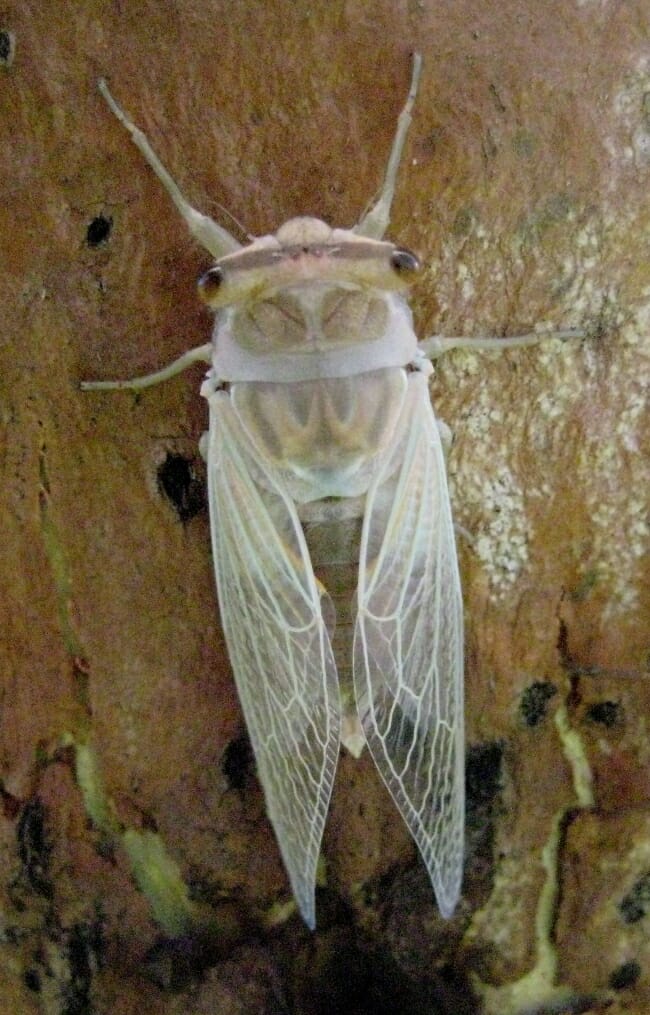 Cicadas in Arkansas Only In Arkansas