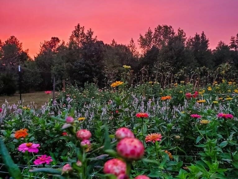 pink sky